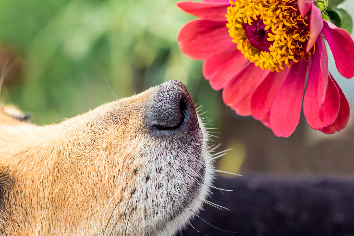 Pet Friendly Wildflower Seed Mix