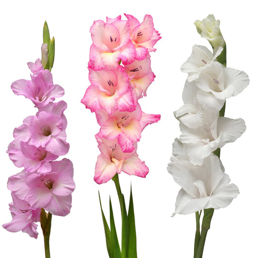Gladiolus Pink Blend