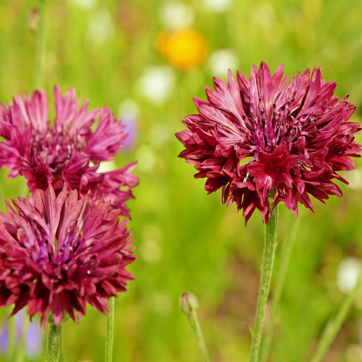 corn flower seeds Cornflower Red Seeds (Centaurea Cyanus)