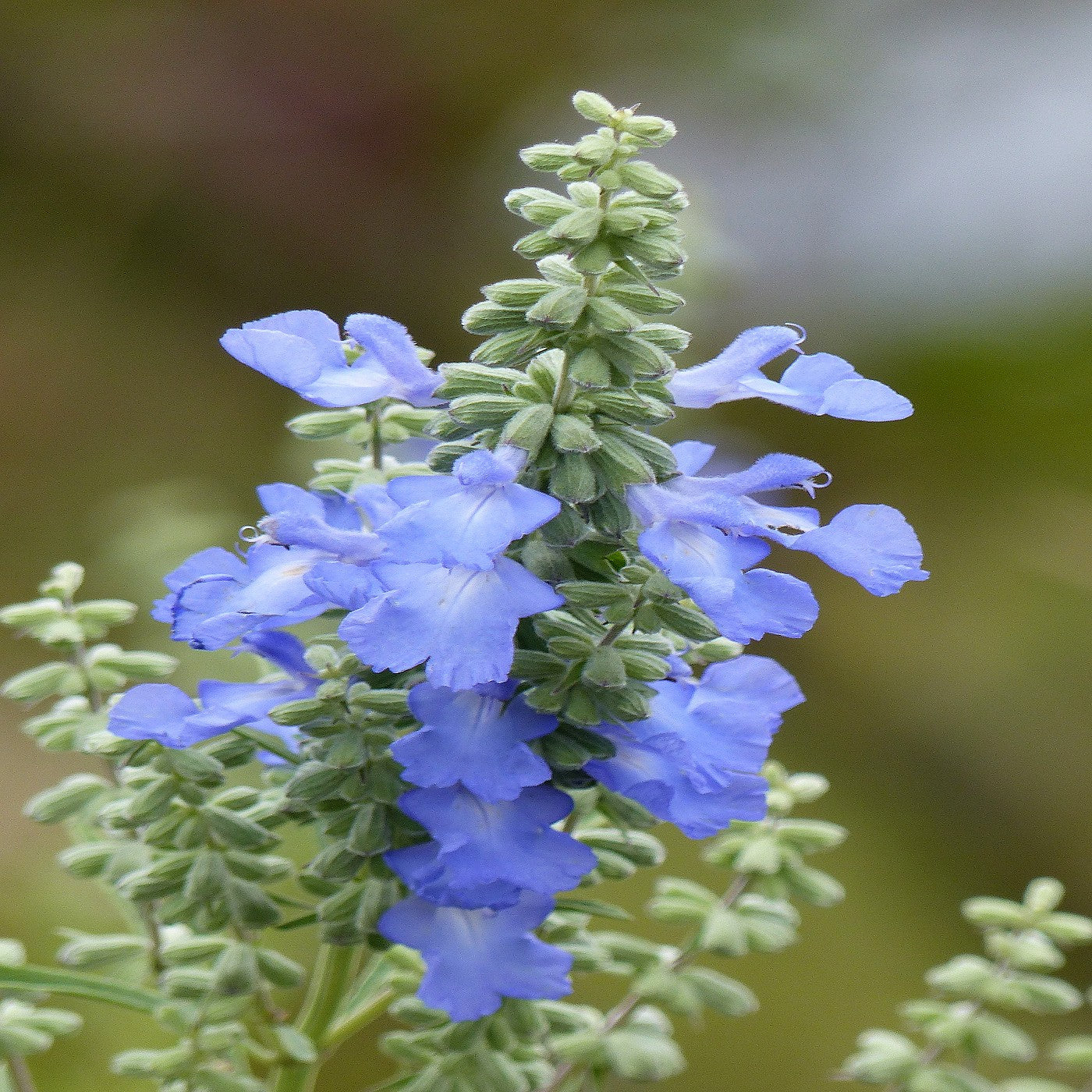 Sage Pitcher Seeds (Salvia azurea)