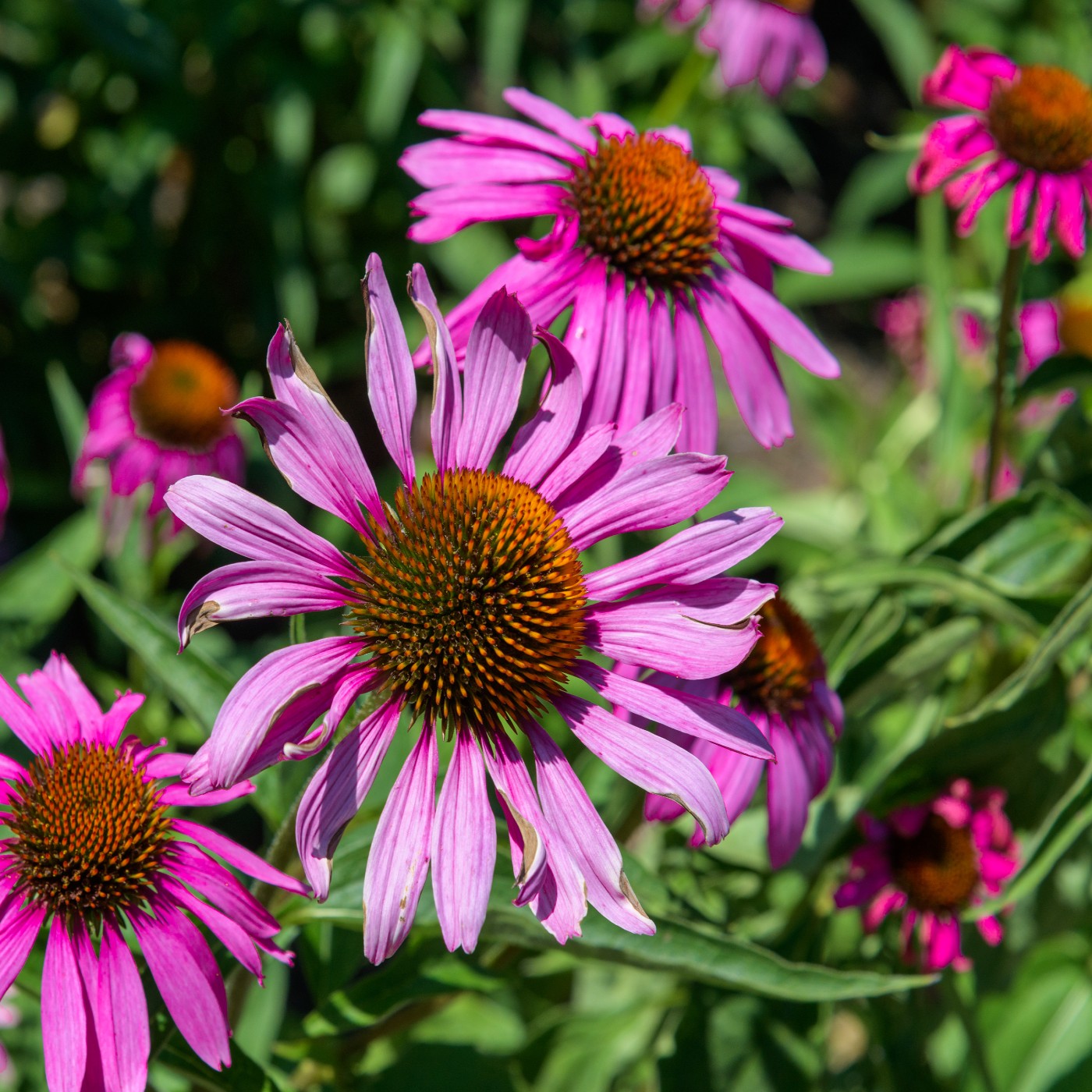 Coneflower Tennessee Seeds (Echinacea angustifolia var. tennesseensis)