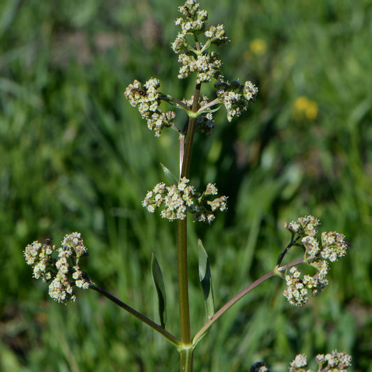 Hairy Valerian Seeds (Valeriana edulis var. ciliata)