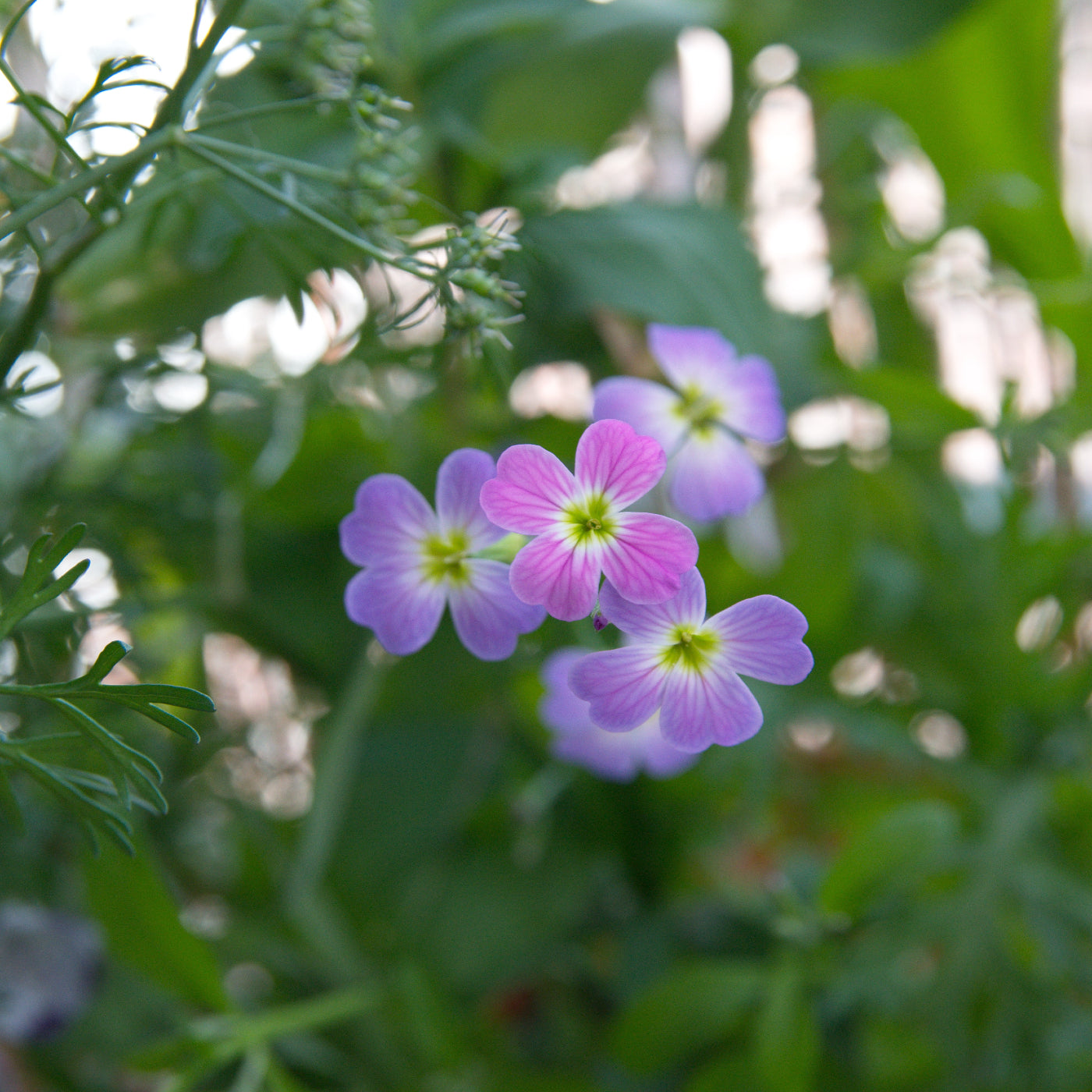 va wildflower seeds Virginia Stock Seeds (Malcomia Maritima)