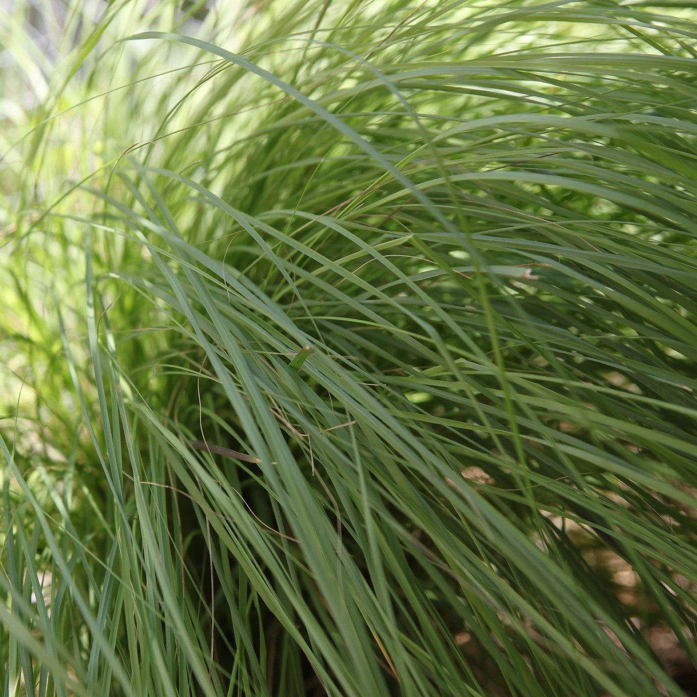 Weeping Lovegrass Seeds (Eragrostis curvula)