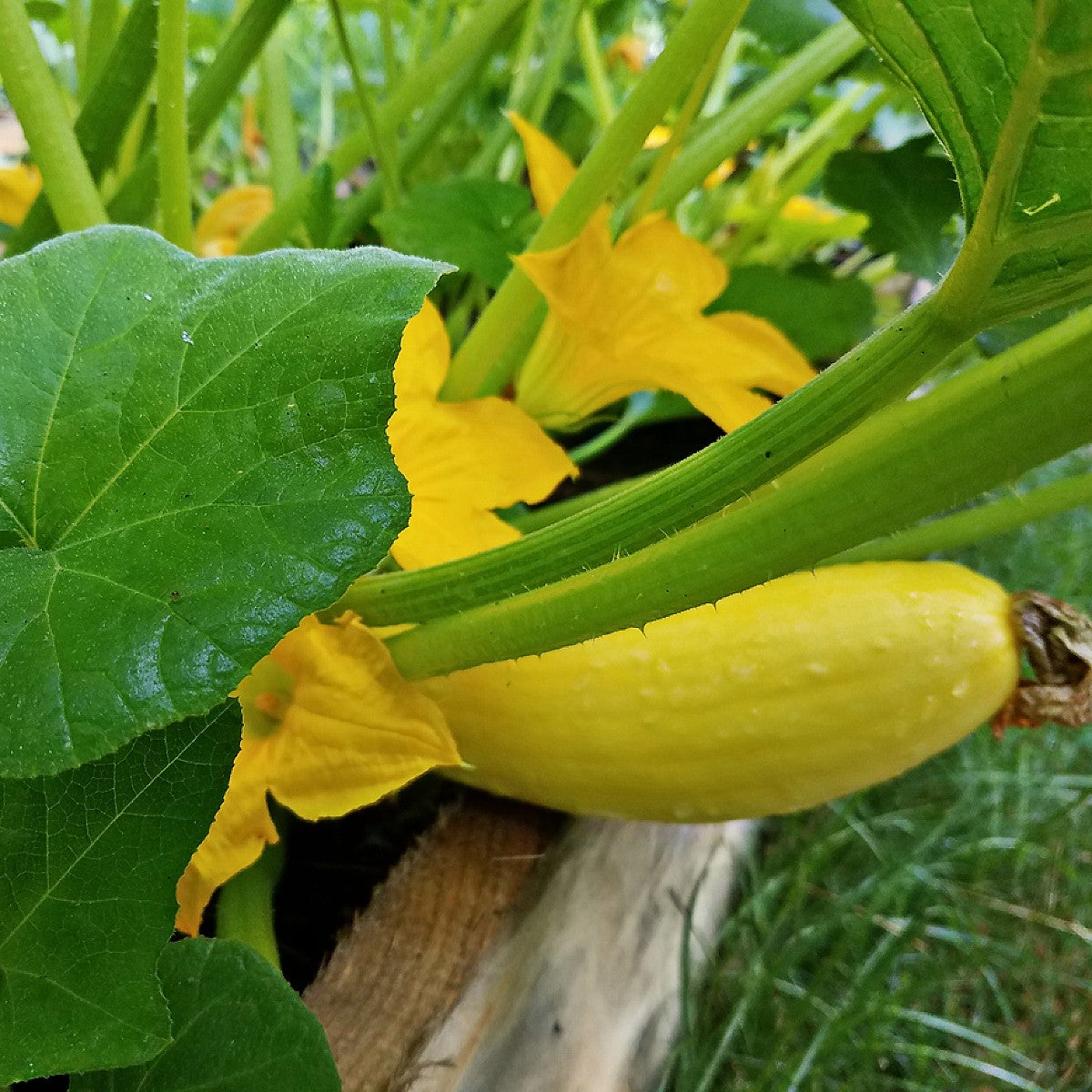 Organic Squash Hart's' Early Summer Straightneck Seeds