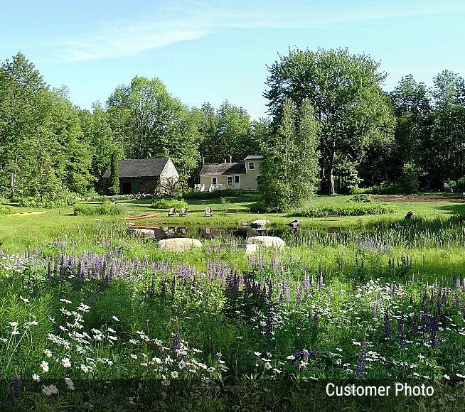 Moist Area Wildflower Seed Mix