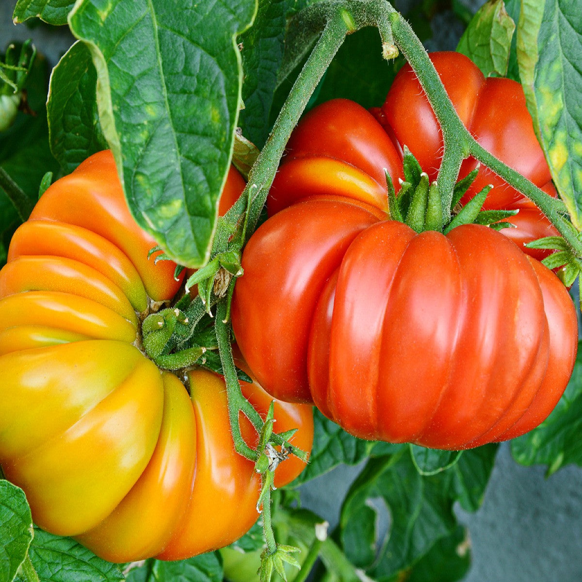 heritage wildflower seeds Heritage Tomato Brandywine Pink Seeds