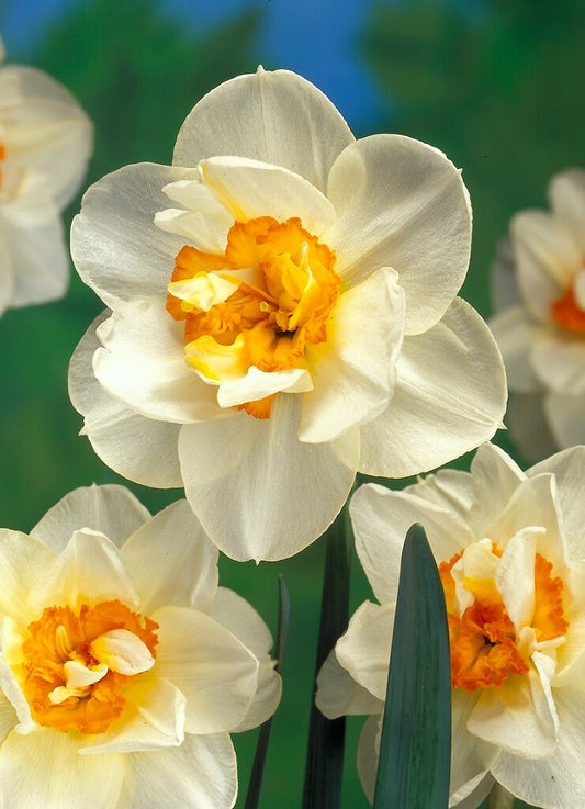 Daffodil Flower Drift