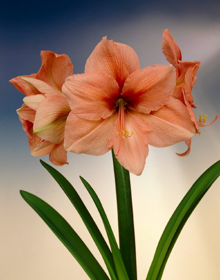 Amaryllis Rilona