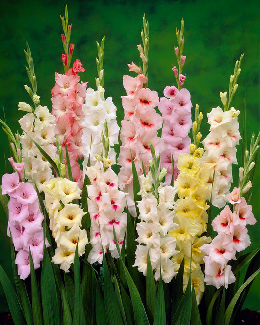 Gladiolus 'Pastel Blend' Value