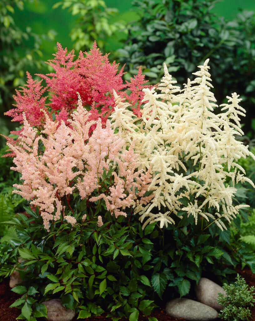 astilbe plant fertilizer Astilbe Mixture