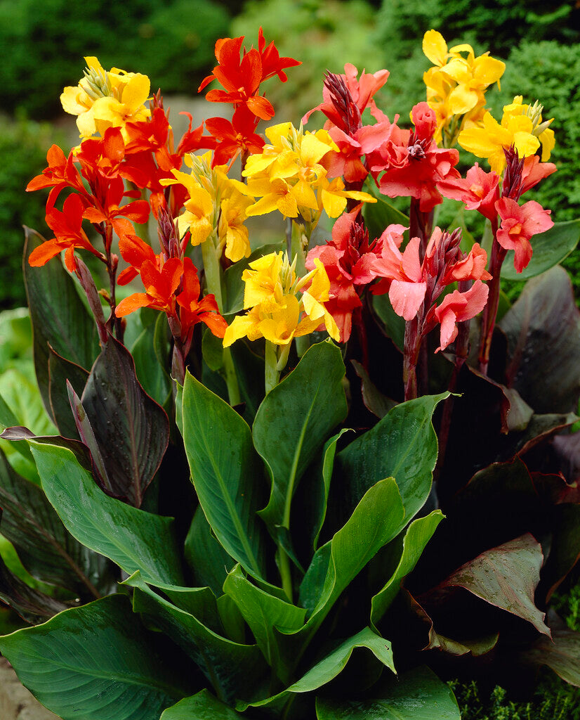 Canna Lily Tall Blend