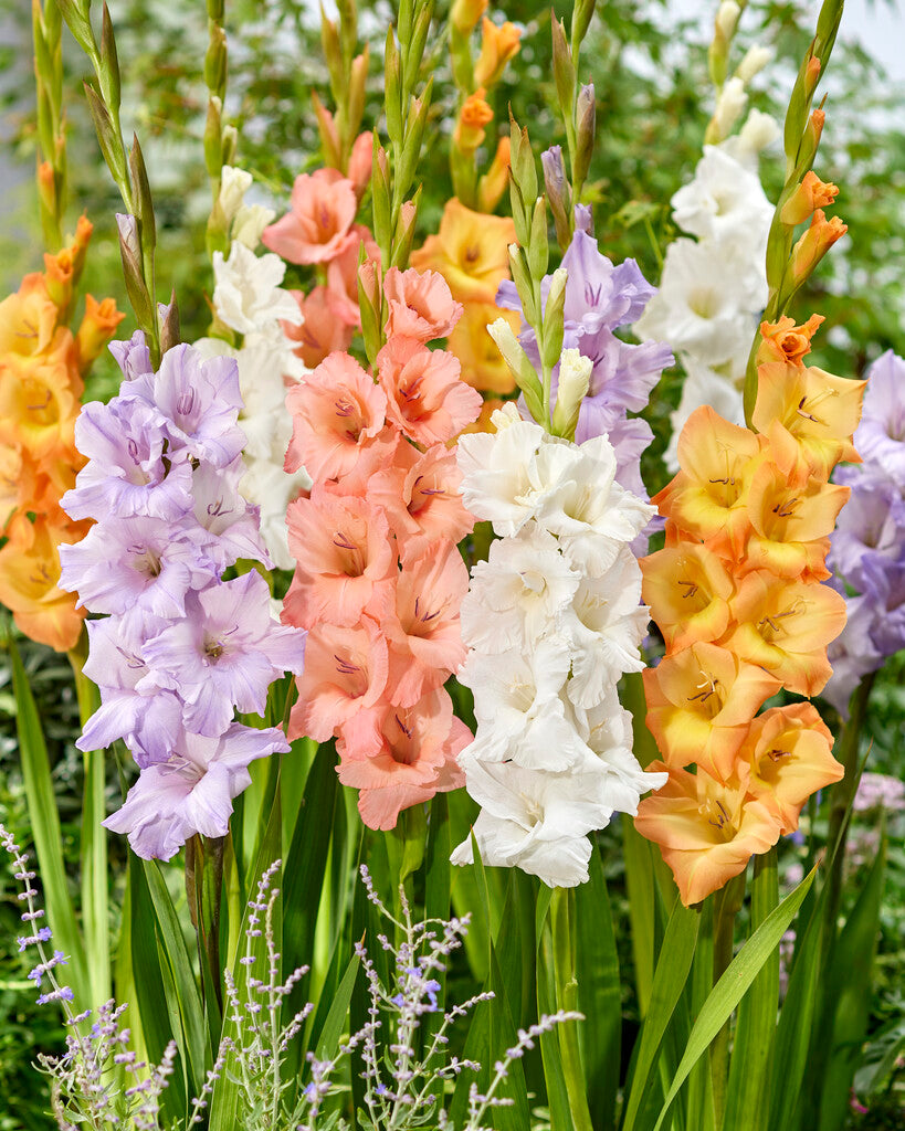 gladiolus flower seeds Gladiolus Pastel Blend – Vermont Wildflower Farm