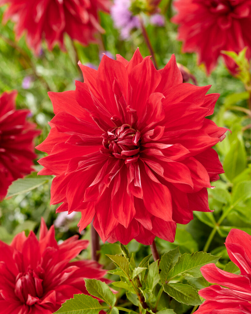 Dahlia Dinner Plate Babylon Red