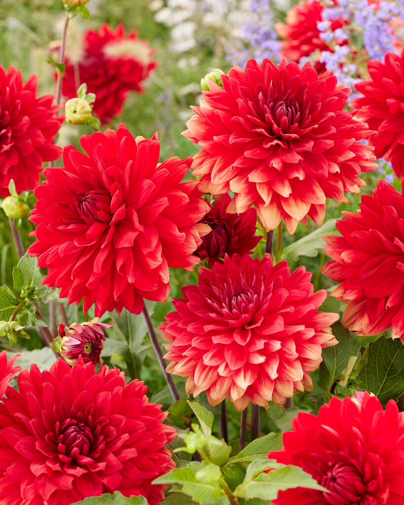 Dahlia Decorative Garden Wonder