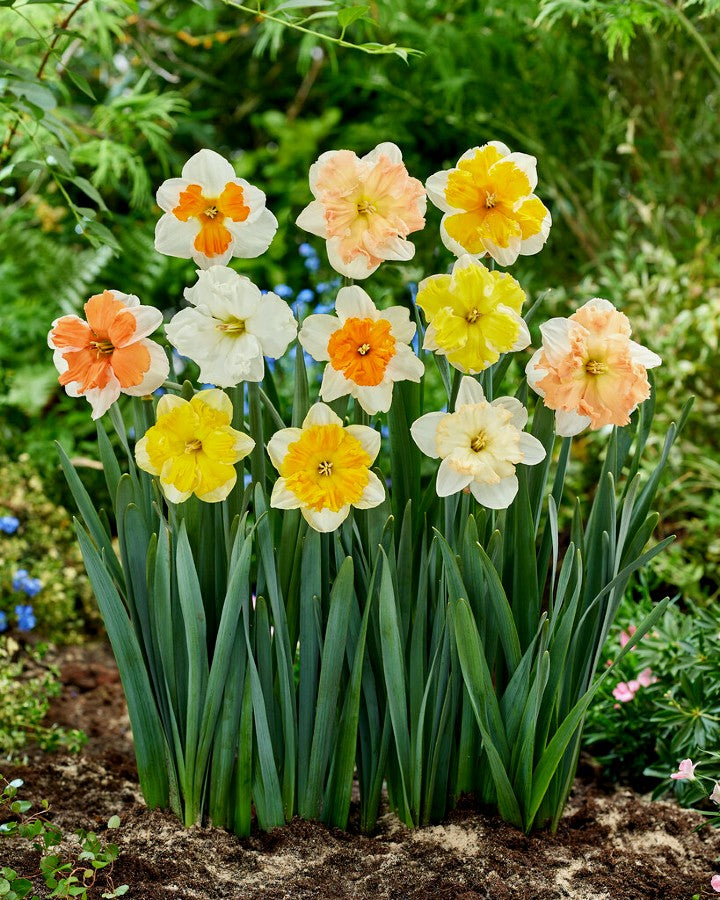 Daffodil Butterfly Mix