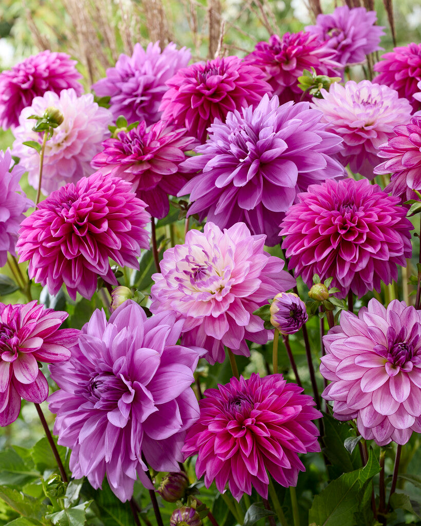blue dahlia flower seeds Dahlia 'The Blues' Blend – Vermont Wildflower Farm