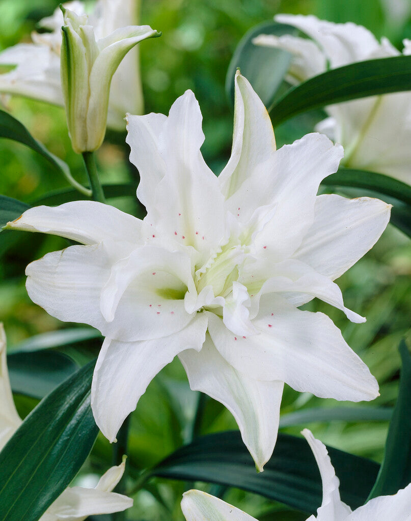 Oriental Double Lily 'My Wedding'