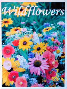 Wildflower Seed Packet (BOGO)