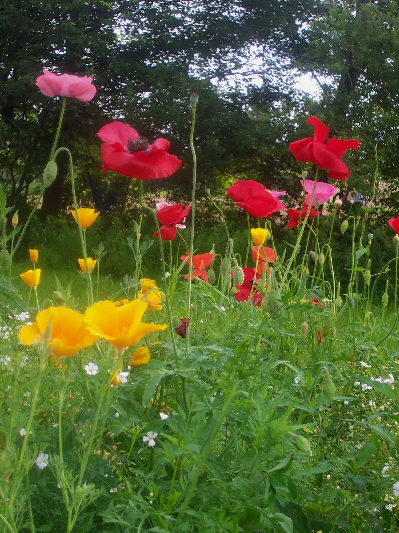 Pollinator Pocket Garden Wildflower Seed Mix