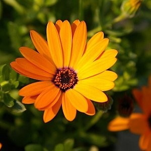 Daisy African Seeds (Dimorphotheca sinuata)