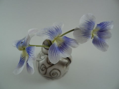 Common Blue Violet - Bicolor Seeds (Viola sororia f. priceana)