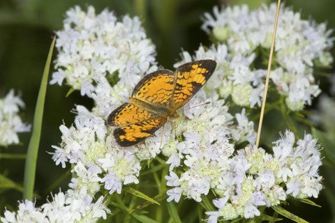 Northeast Native Wildflower Seed Mix