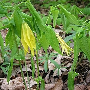 Merrybell Seeds (Uvularia grandiflora)