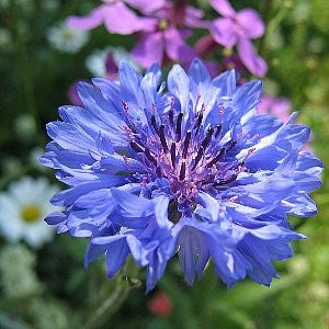 Cornflower Blue Seeds (Centaurea cyanus)