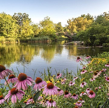 Native Pond/Water Edge Wildflower and Grass Seed Mix