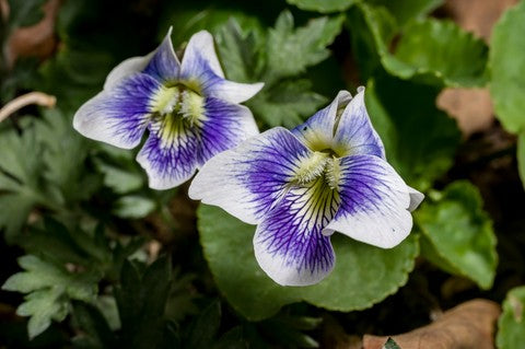 Common Blue Violet - Bicolor Seeds (Viola sororia f. priceana)