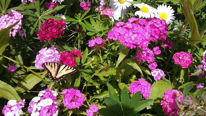 Sweet William Seeds (Dianthus barbatus)