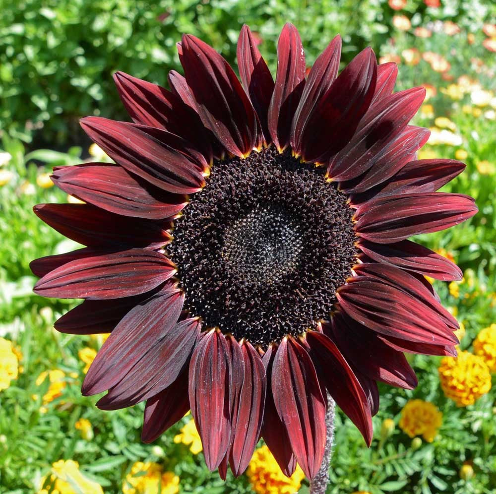 sunflower plant with seeds Sunflower Chocolate Cherry Seeds (Helianthus annuus)
