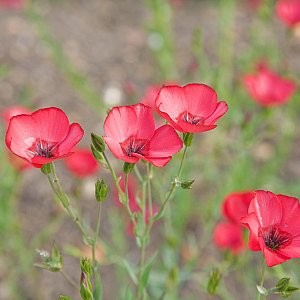 red flax flower seeds Scarlet Flax Seeds (Linum Grandiflorum Rubrum)