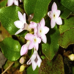 may flower seeds Trailing Arbutus Seeds (Mayflower)