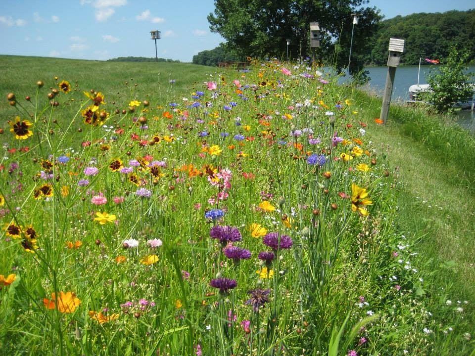 Strips and Borders Wildflower Seed Mix