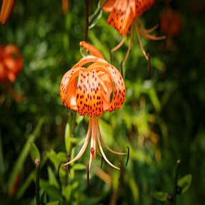 lilium flower seeds Turk'S Cap Lily Seeds (Lilium Superbum)