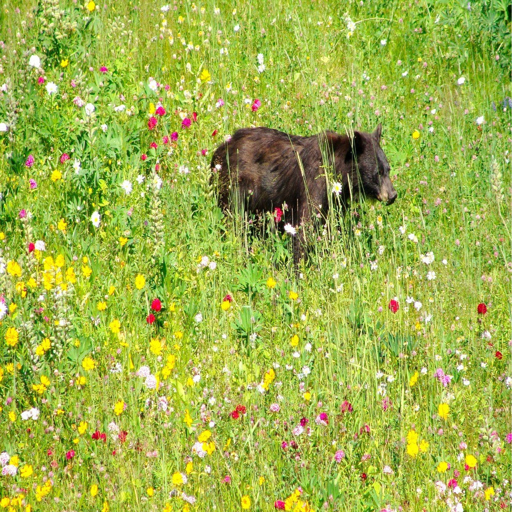 Deer Resistant Wildflower Seed Mix