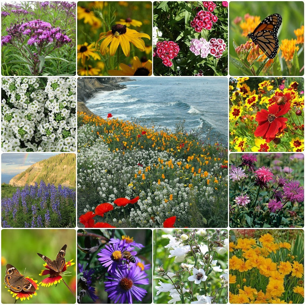 wildflower seeds new england Coastal Wildflower Seed Mix