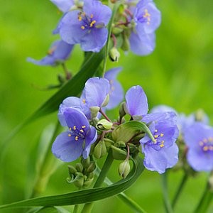 thumbnail image 2 of 100 Purple OHIO SPIDERWORT (Widows Tears / Bluejacket 2 of 9