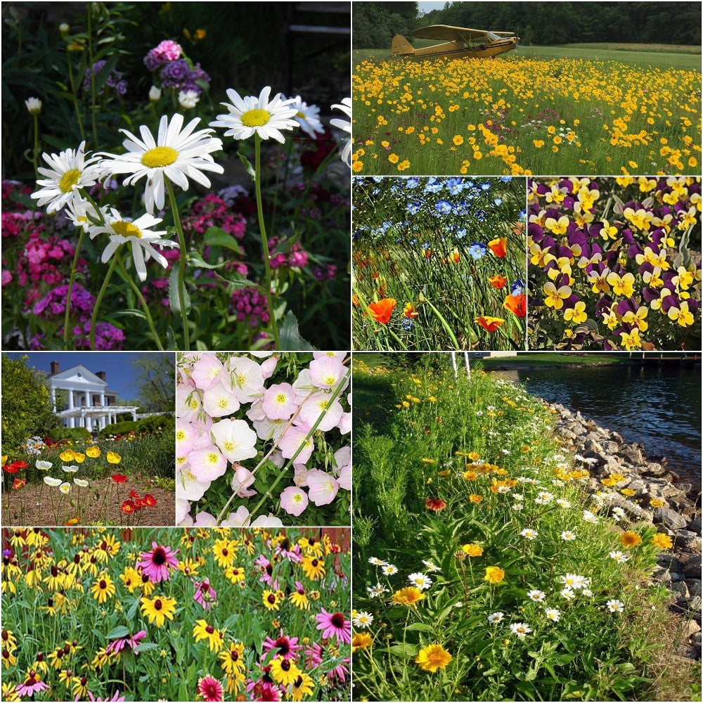 Perennial Low Grow Wildflower Seed Mix