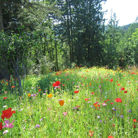 Partial Shade Wildflower Seed Mix