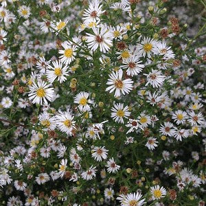 Aster Calico Seeds (Aster lateriflorus)