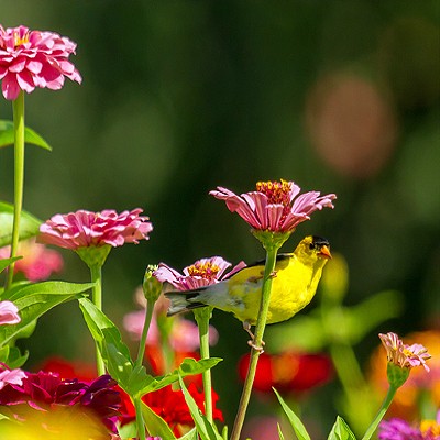 100% Wildflower Seed Mix For Annual Meadow Plants Attracts Bees And Butterflies