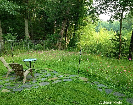 Partial Shade Wildflower Seed Mix