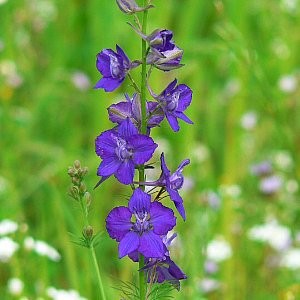 Rocket Larkspur Seeds (Delphinium ajacis)