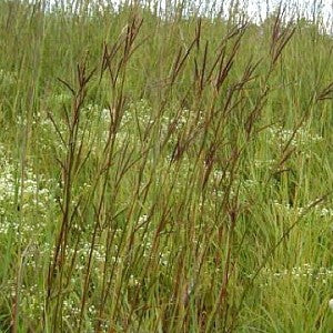 Native Grass Seed Mix