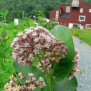 Milkweed Common Seeds (Asclepias syriaca)