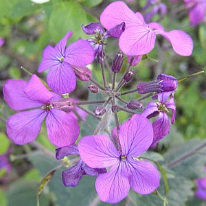 flower of money plant Money Plant Seeds (Lunaria Biennis)