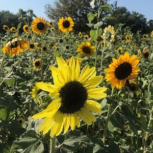 Sunflower Wild Annual Seeds (Helianthus annuus)